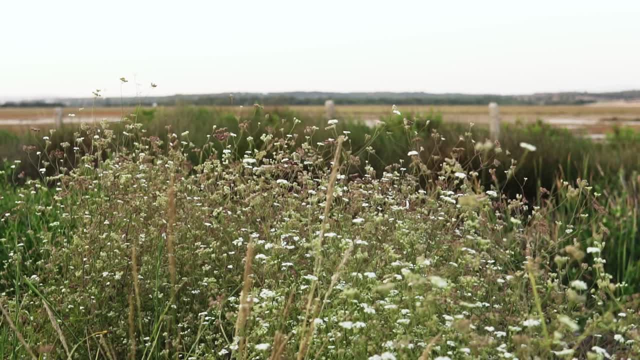 campo de sol de verano con flores