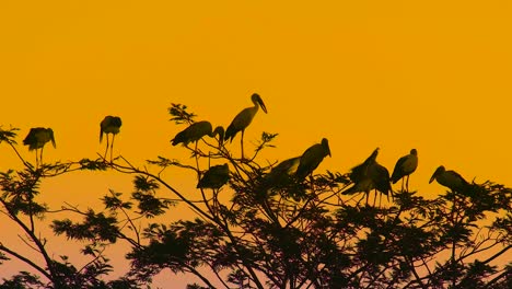 migratory indian storks birds relaxing top of tree at golden hour in early morning