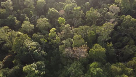 Aerial-flyover-peaceful-dense-Iguazu-Rainforest-jungle-in-Argentina-at-sunset-time