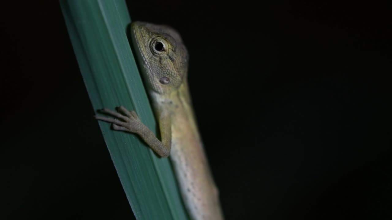 동양 정원 도마뱀은 동부 정원 도마뱀, 흡혈귀 및 변경 가능한 도마뱀이라고도합니다.