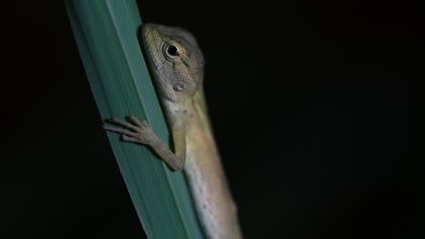 the oriental garden lizard is also called the eastern garden lizard, bloodsucker and changeable lizard