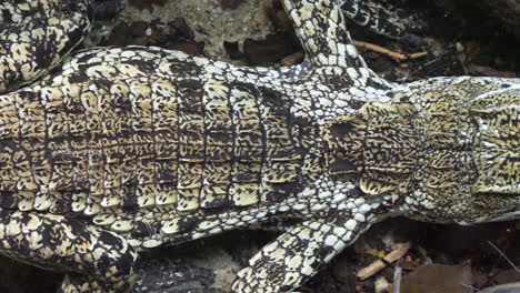 trucking shot of camouflaged colored baby crocodile resting on water surface during sunny day