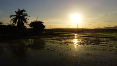 Granja-De-Molinos-De-Viento-Masiva-En-Medio-De-Campos-De-Arroz-Tropicales-Durante-La-Puesta-De-Sol,-Tiro-Aéreo