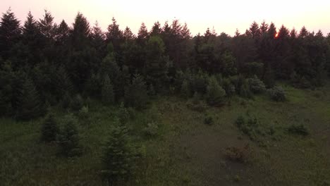 exuberantes coníferas en el parque forestal en la orilla del lago nacional de dunas de osos durmientes, condado de leelanau, michigan