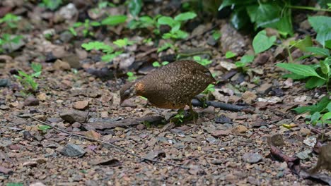 Bewegt-Sich-Nach-Links-Und-Ein-Anderes-Ist-Verschwommen-Zu-Sehen,-Das-Schuppenbrust-Rebhuhn-Tropicoperdix-Chloropus,-Thailand