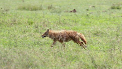 jackal runs through grass through frame