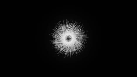 exploding firework on a black background