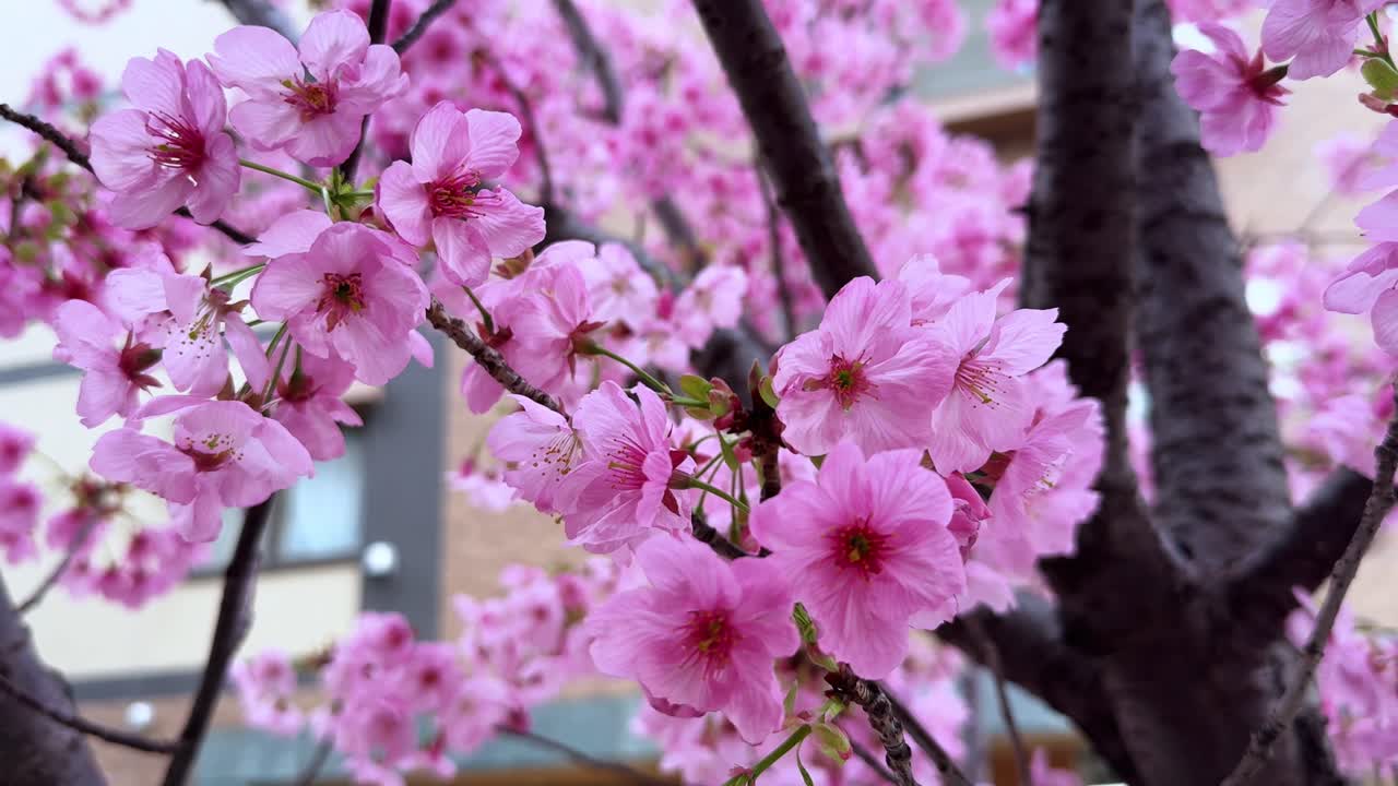 Japonya'nın Tokyo şehrinde ağaç dallarında açan açık pembe kiraz çiçekleri, sakin bir atmosfer yaratıyor.