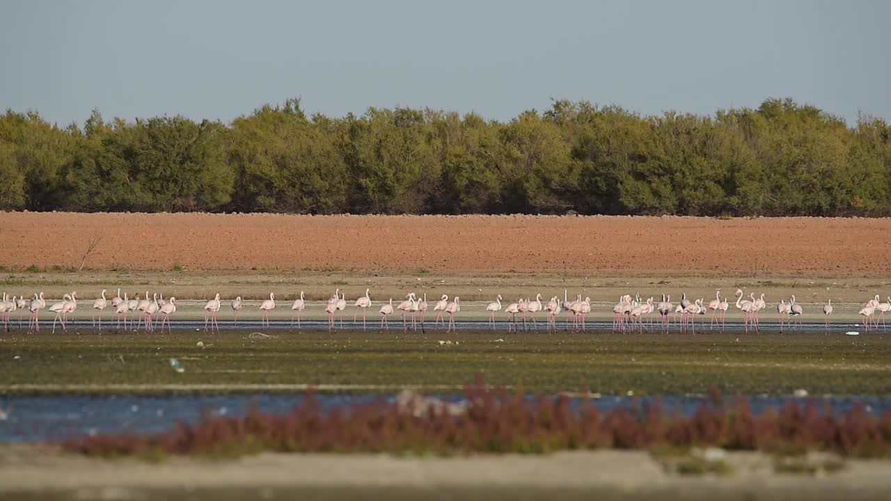 해가 지면 호수 에서  ⁇ 고 있는 우아 한 플라밍고 의 무리