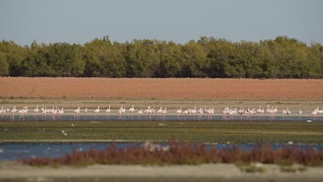 una bandada de flamencos graciosos caminando por el lago al atardecer