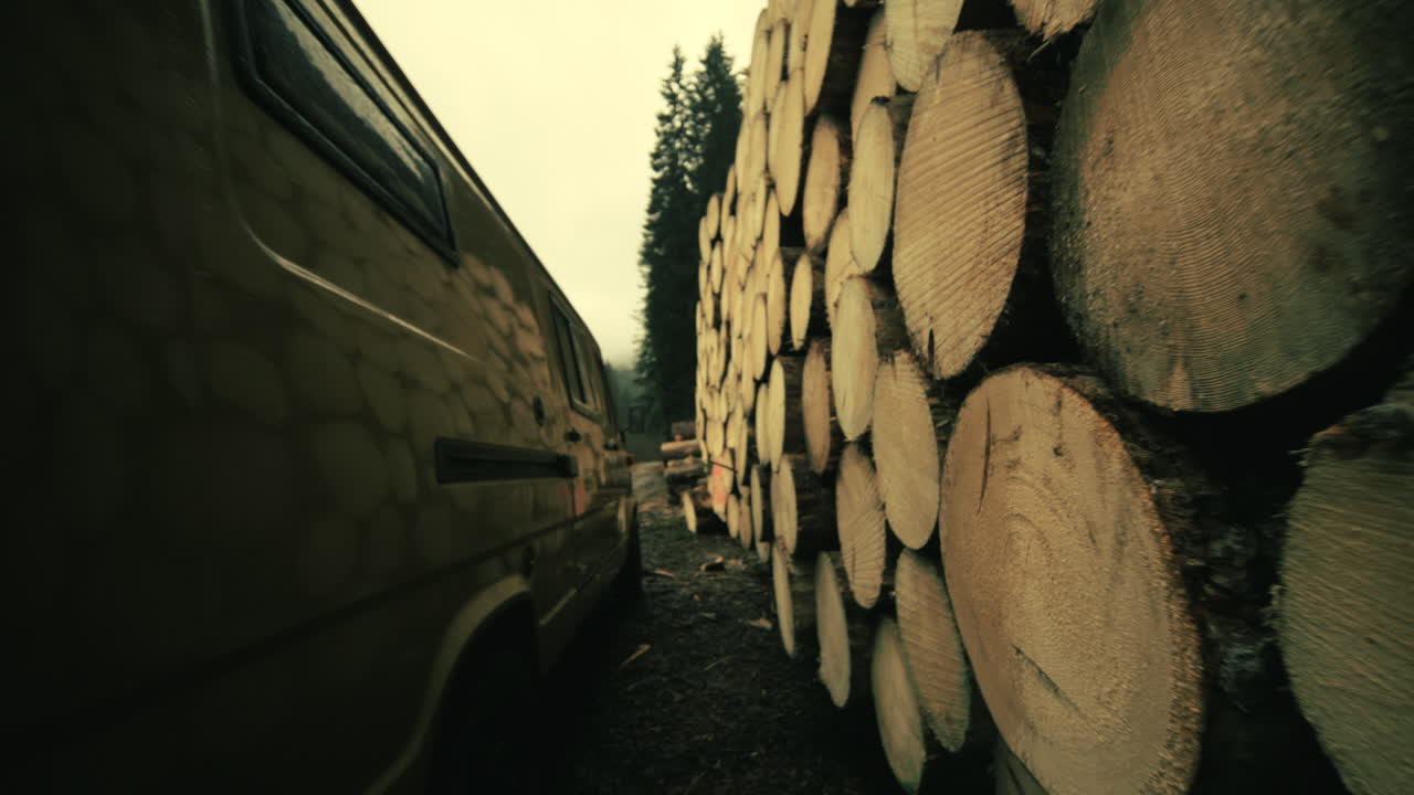 Stacked Logs in Forest