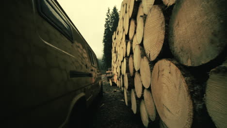 stacked logs in forest