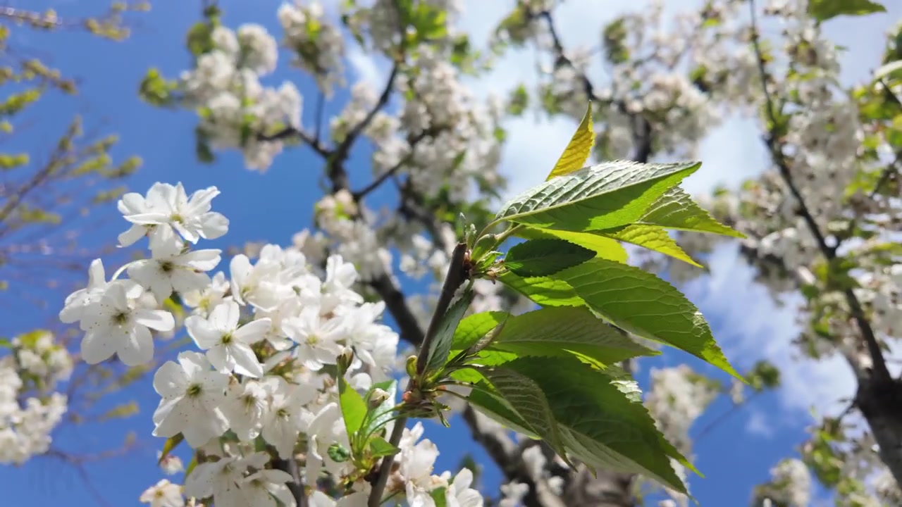 White blossoms blooming on tree branches under bright sunlight during spring