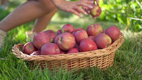 basket of freshly picked red apples on grass