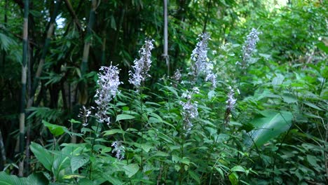 beautiful wild flowers in a bamboo forest near chiang rai, thailand
