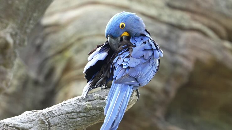 Exotic Hyacinth Macaw, Anodorhynchus hyacinthinus, perches atop a branch, preening and grooming its wing, rump, and tail feathers, fluffing up its striking blue plumage, a vulnerable bird species