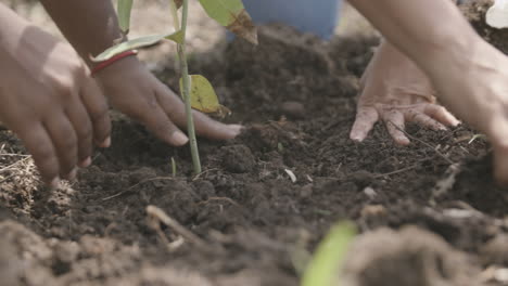 filmagem de close-up em câmera lenta de uma muda plantada com as mãos jogando terra no chão