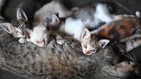 breastfeeding kittens