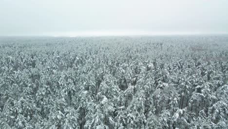 Aerial-view-of-a-frozen-pine-tree-forest-with-snow-covered-trees-in-winter