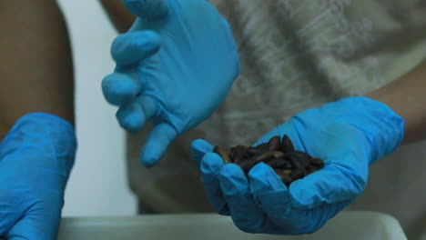 el superalimento brasileño, la nuez barukas, siendo clasificado por los trabajadores de la fábrica