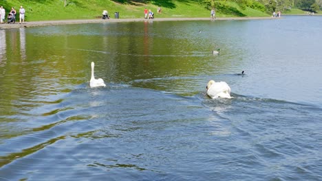 cygnus columbianus bewickii male swan chasing away a second male swan