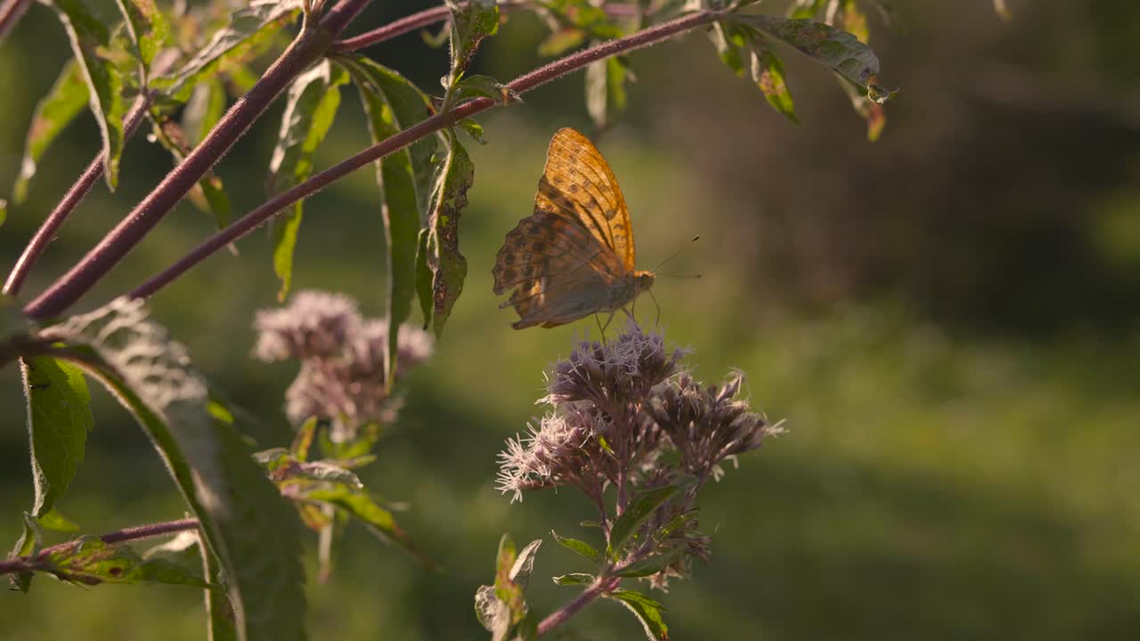 primer plano de una bonita mariposa naranja descansando sobre una planta, el fondo está borroso