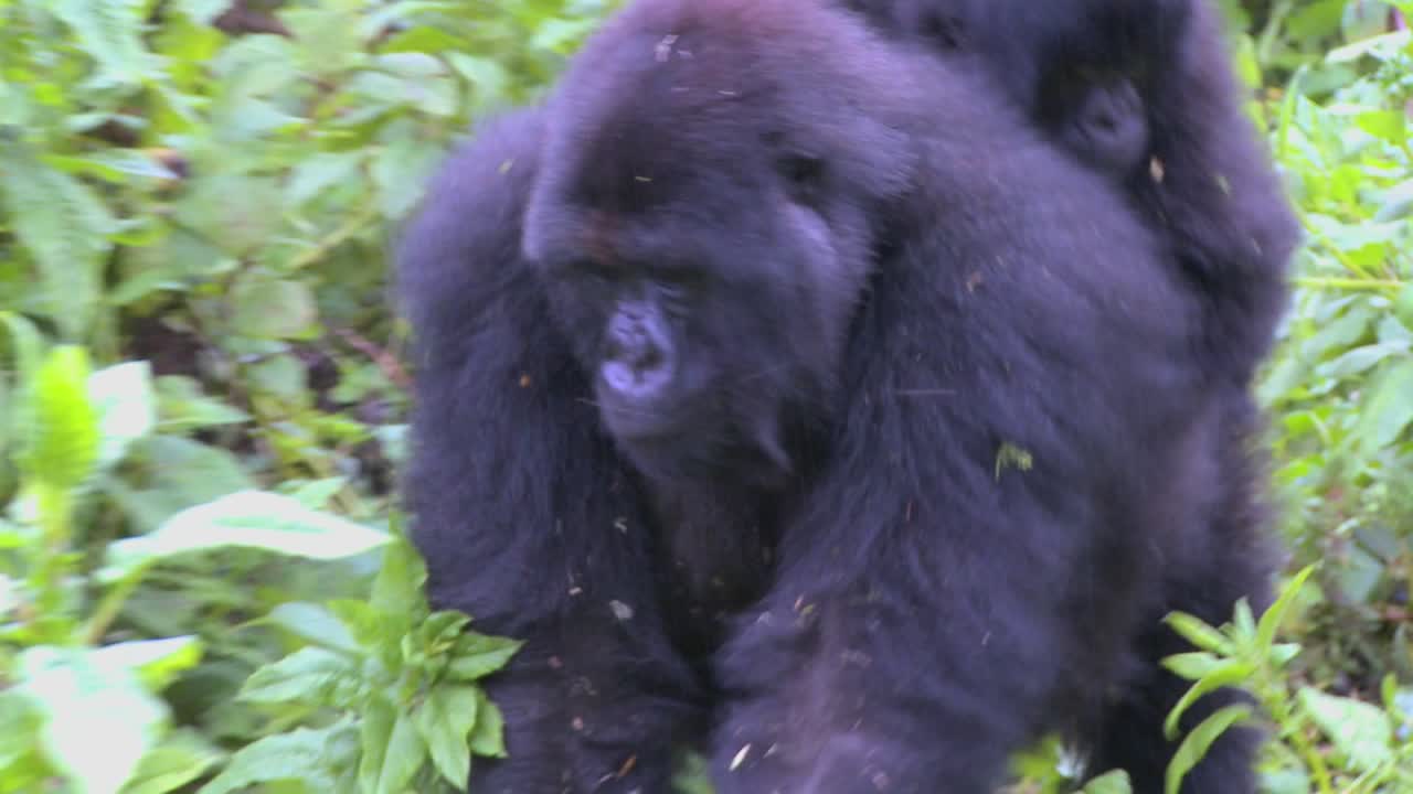 Una mamma gorilla trasporta il suo cucciolo sulla schiena attraverso la giungla ruandese