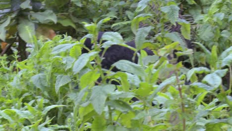 A-gorilla-mother-carries-its-baby-on-its-back-through-the-Rwandan-jungle