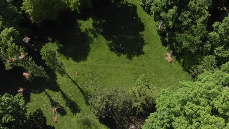 Luftaufnahme-Einer-Drohne,-Die-Von-Aggressiven-Bienen-über-Einem-Grünen-Park-Angegriffen-Wird