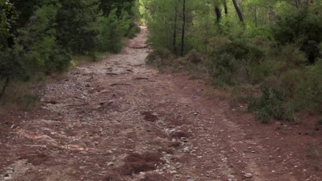 footage from parnitha mountain forest, athens , greece