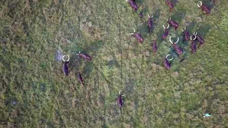 A-Herd-Of-African-Cattle-With-Long-Horned-Ankole-Grazing-On-Fields-In-Uganda,-Africa