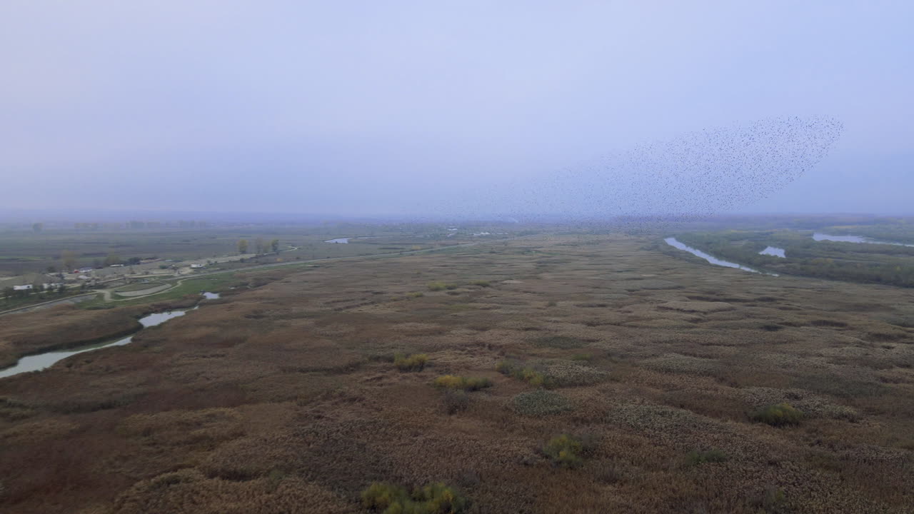 imágenes aéreas de un dron de una orilla nublada cubierta de totora y arbustos de juncos