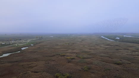 Imágenes-Aéreas-De-Un-Dron-De-Una-Orilla-Nublada-Cubierta-De-Totora-Y-Arbustos-De-Juncos