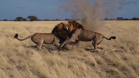 two lions fighting in the african savannah