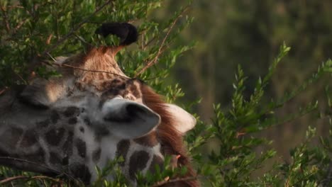 primer plano de una jirafa del cabo masticando hojas de plantas en el parque nacional kruger en sudáfrica