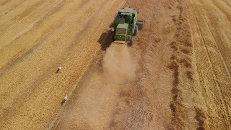 toma aérea sobre una máquina agrícola combinada verde con pájaros siguiendo un campo de trigo