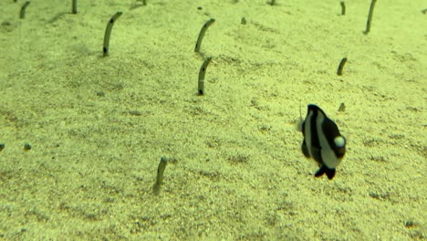 Einzigartige-Gartenaale-Bewegen-Sich-In-Ihrem-Bau-Im-Aquarium-Im-Sand-Auf-Und-Ab