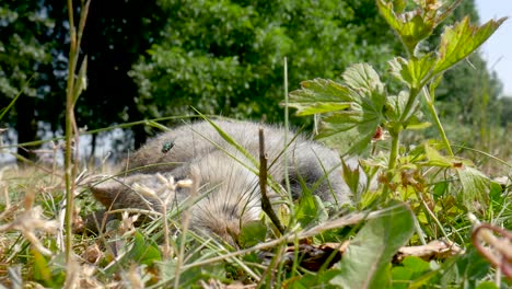 a dead rabbit lying in the grass, a fly flying around and landing on his eye