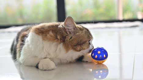 cute crossbreed persian cat playing with a ball.