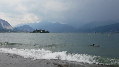 Ducks-swimming-in-the-water-of-the-lake-Maggiore,-in-Italy