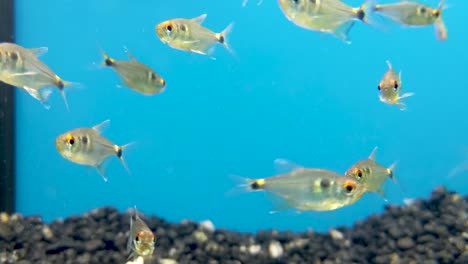 closeup of fish swimming across