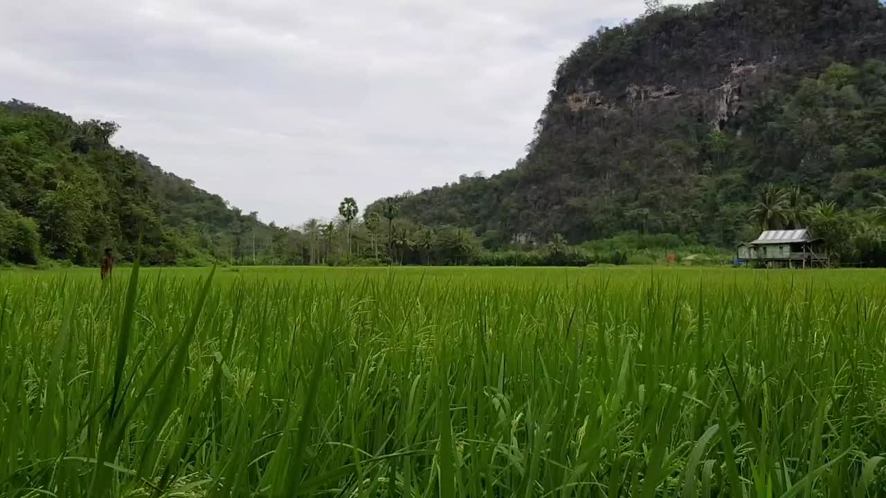 Piękne, niekończące się pola ryżowe przed małą chatką w Rammang-Rammang, Makassar, Indonezja