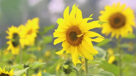 close up on bright yellow crop of sunflowers in full bloom gently moving in countryside breeze