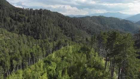 drone video flying low near over pine trees on a wild forest at mount gramos greece panning left