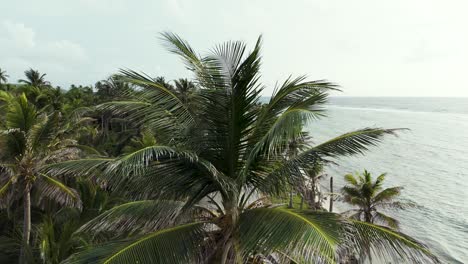 Palmeras-De-Coco-En-La-Carretera-Costera-Tropical-En-La-Isla-De-San-Andrés,-Columbia,-Revelación-Aérea