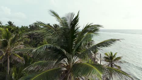 palmeras de coco en la carretera de la costa tropical en la isla de san andrés, colombia, revelación aérea