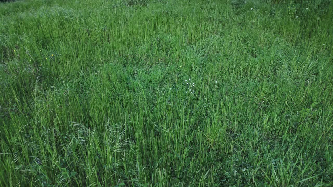 Green lush grass meadow waving gently in soft summer breeze, showcasing vibrant rural landscape from aerial perspective with expansive open countryside view