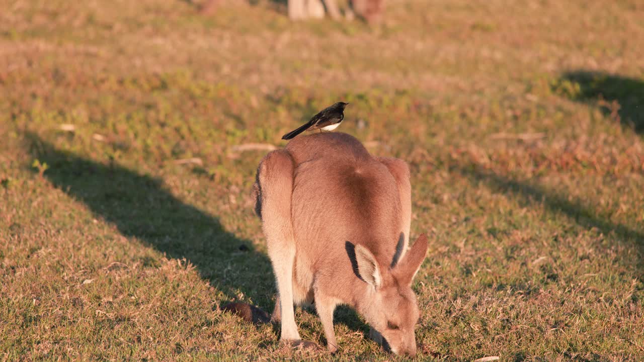 A young kangaroo grazes in a sunlit field while a Willie Wagtail perches on its back. Warm, golden hour lighting, static camera