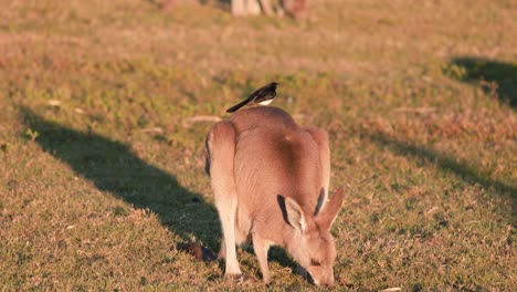 a young kangaroo grazes in a sunlit field while a willie wagtail perches on its back. warm, golden hour lighting, static camera
