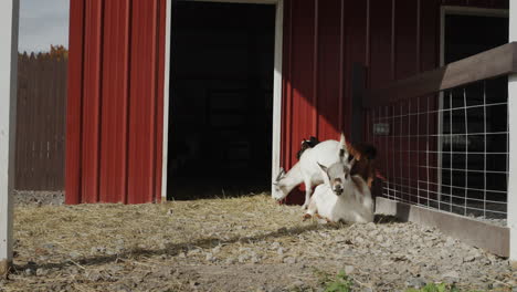 Goats-rest-in-a-small-paddle-near-their-barn
